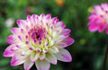 Plant Composites Geothermal Dahlias Dahlia - Laminated Poster Print - 20 Inch by 30 Inch with Bright Colors and Vivid Imagery